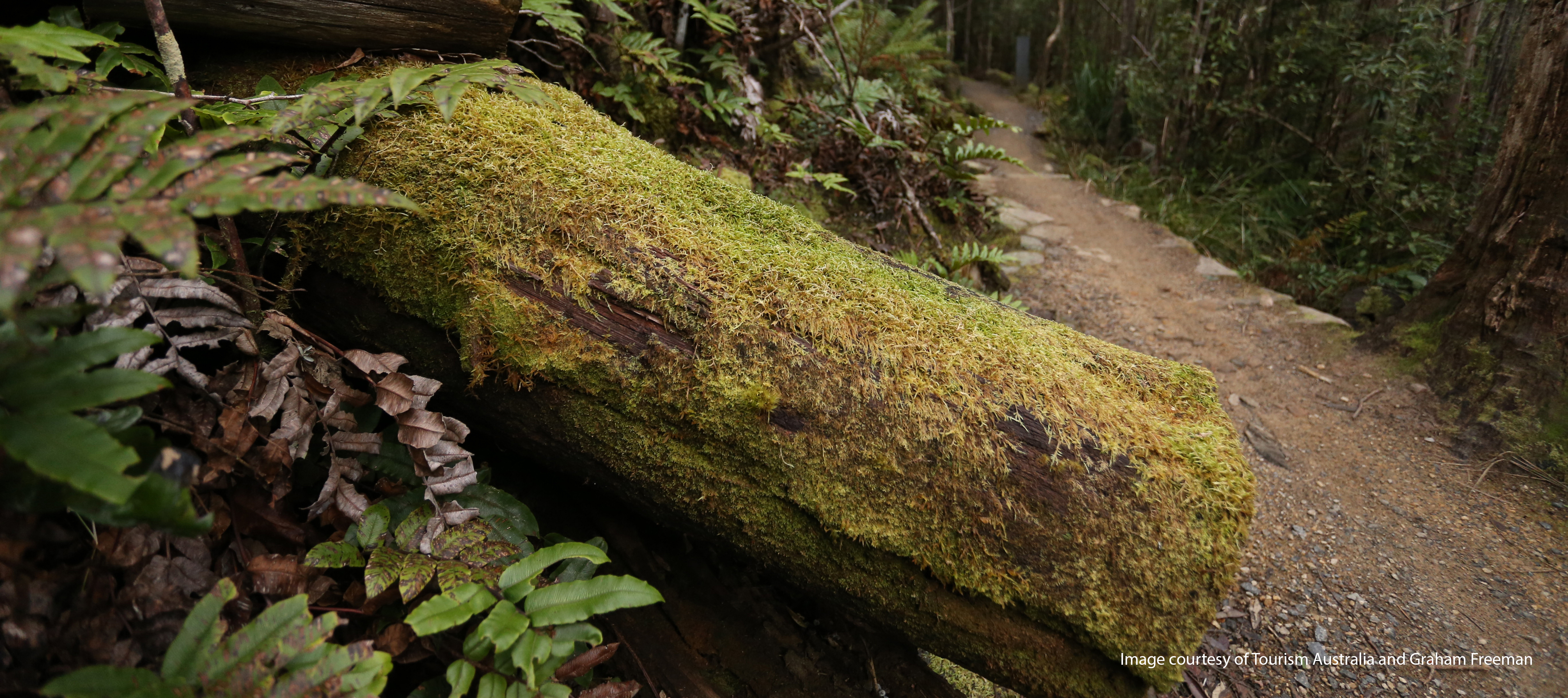 Image of North South track on kunanyi with mossy ferns and green foliage.